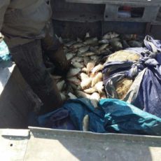 Браконьеров осудили в Туркестанской области
