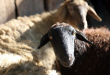 В Казахстане отменили экспортную пошлину на шерсть