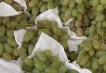 В Новосибирскую область не пропустили 20 тонн винограда из Шымкента