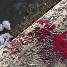 В Шымкенте ищут совершивших убийство в квартире