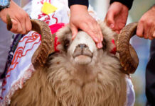 Шымкентцы, берегите себя: важные рекомендации для празднования Курбан айта Курбан айт