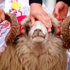 Шымкентцы, берегите себя: важные рекомендации для празднования Курбан айта Курбан айт