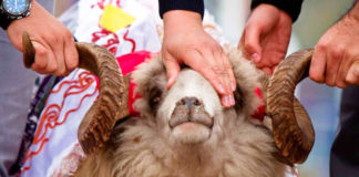 Резать жертвенное животное на Курбан-айт необязательно Курбан айт