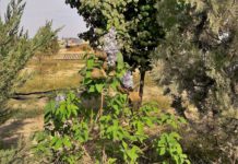 В Туркестане вторая весна — цветет сирень