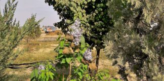 В Туркестане вторая весна — цветет сирень