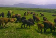 Сузакские фермеры экспортировали в Арабские Эмираты более 2,5 тысячи каракулевых овец