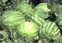 В Узбекистане вырастили арбуз для игры в баскетбол (видео)