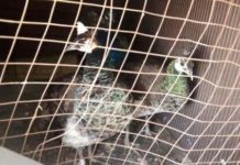 Житель Шымкента повез в подарок на свадьбу в Россию павлинов