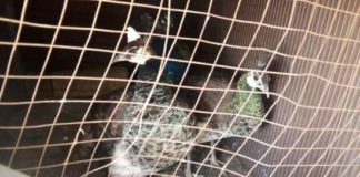 Житель Шымкента повез в подарок на свадьбу в Россию павлинов