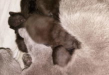 Кот, которого пожарный в Шымкенте вынес из задымленной многоэтажки, оказался многодетной мамой