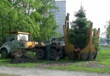 В Шымкенте 976 гектаров земель переведены в государственный лесной фонд