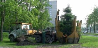 В Шымкенте 976 гектаров земель переведены в государственный лесной фонд