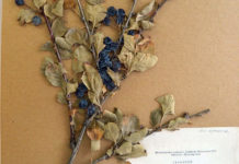 В Казахстане собрали всю флору страны в Единый гербарный фонд