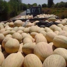 В Мактаральском районе ЮКО собрано 600 тысяч тонн арбузов и дынь
