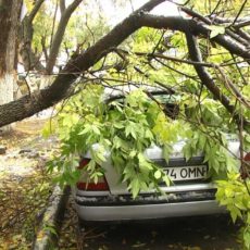 В Шымкенте под тяжестью снега падают деревья