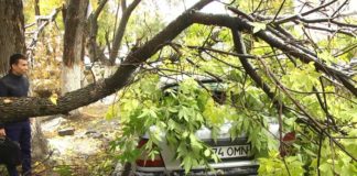 В Шымкенте под тяжестью снега падают деревья