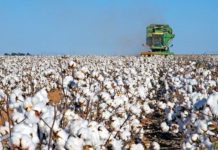 90 процентов хлопка собрано в Туркестанской области Сбор хлопка