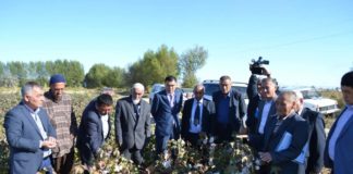 В ЮКО выведен высококачественный сорт хлопка «Түркістан»