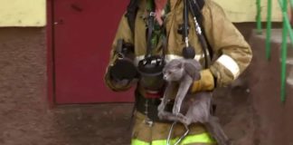 Пожарные в Шымкенте эвакуируют из объятой дымом многоэтажки не только людей