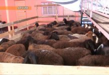 В Шымкенте откроется пункт для забоя скота В Шымкенте откроется пункт для забоя скота