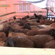 Направлено в суд дело о скотокрадах В Шымкенте откроется пункт для забоя скота