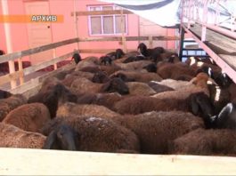В Шымкенте откроется пункт для забоя скота