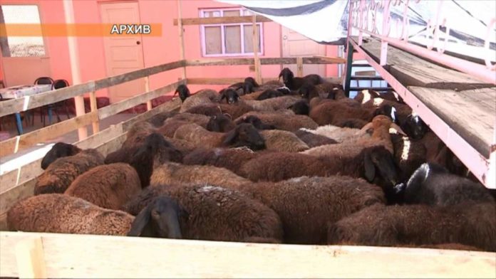 В Шымкенте откроется пункт для забоя скота