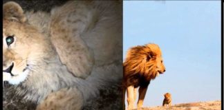 Любоваться большими кошками можно бесконечно