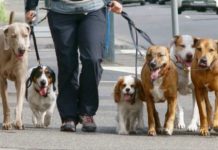 Единые правила выгула собак и кошек потребовал разработать депутат