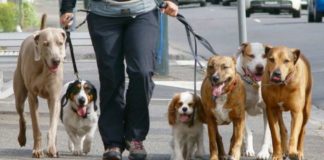 В шымкентском приюте для бездомных живут сорок собак