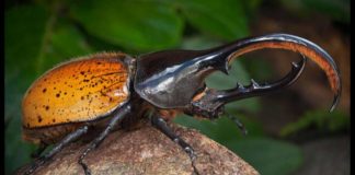 Рыжие, черные, огромные — тараканы!