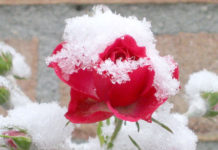 Правила посадки роз осенью