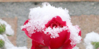 Правила посадки роз осенью