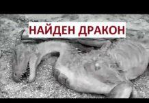 В ЮКО нашли яйцо настоящего дракона