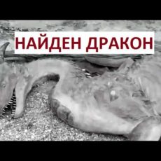 В ЮКО нашли яйцо настоящего дракона