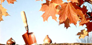 Готовьте цветник осенью