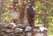 В Шымкенте на волю выпустили краснокнижников