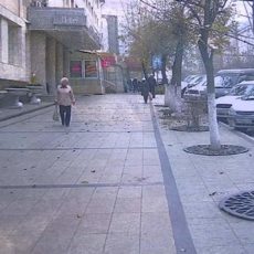 В Шымкенте на центральном проспекте каждое дерево «закольцуют»