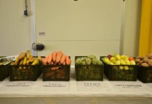 ЮКО должна стать «фабрикой» по производству фруктов и овощей, считает аким области