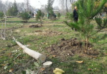 В Шымкенте в парке Абая пилят лиственные, чтобы посадить хвойные