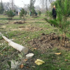 В Шымкенте в парке Абая пилят лиственные, чтобы посадить хвойные