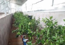 В Толеби успешно развивается хозяйство по выращиванию лимонов