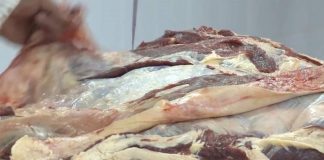 Участковый инспектор задержал квартирного вора в Туркестанской области