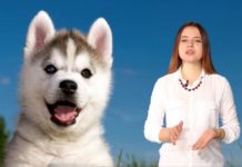 Хаски, мопс, немецкие овчарки — тяжело ли содержать породистых домашних питомцев?