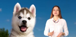 Хаски, мопс, немецкие овчарки — тяжело ли содержать породистых домашних питомцев?