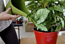 Комнатные растения-ароматизаторы