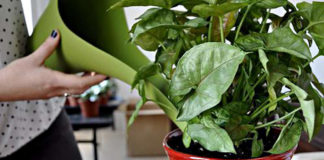 Где лучше зимовать комнатным цветам