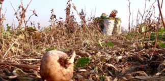 В Южном Казахстане выращивают репу