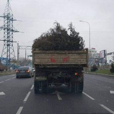 Круговорот елок в Шымкенте