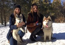 В дендропарке Шымкента прошла фотосессия с хаски